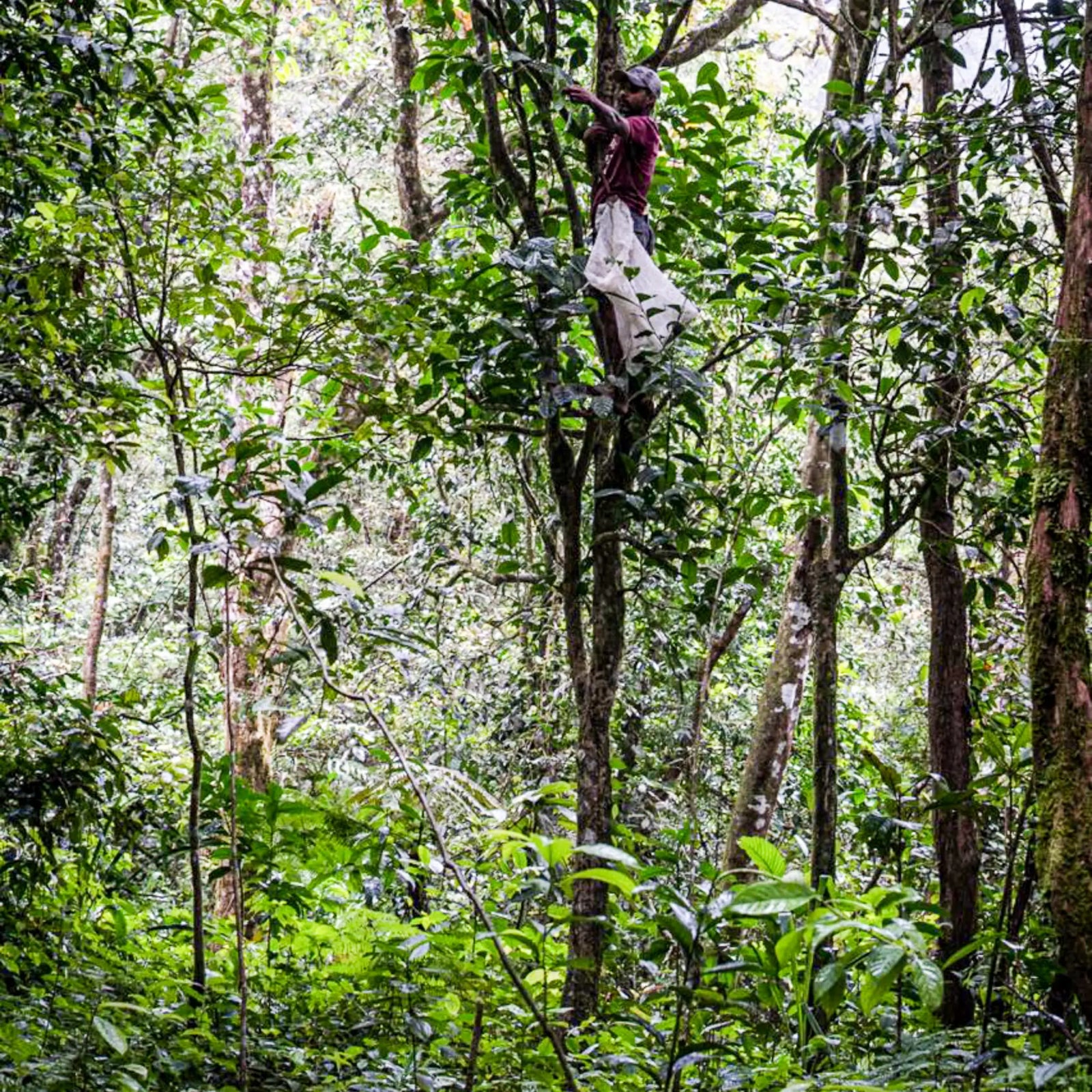 Person climbing a tea tree in a dense forest - 2026 Elixir Red from Forest Hill