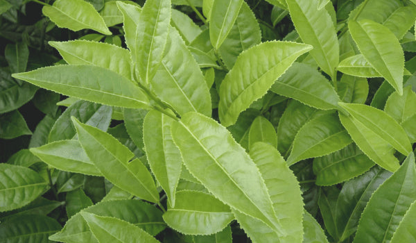 Aluma Tea A deep dive into our Assam black tea offerings - The Steeping Room