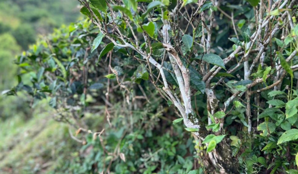 Monkeytail Artisanal Tea from Sri Lanka