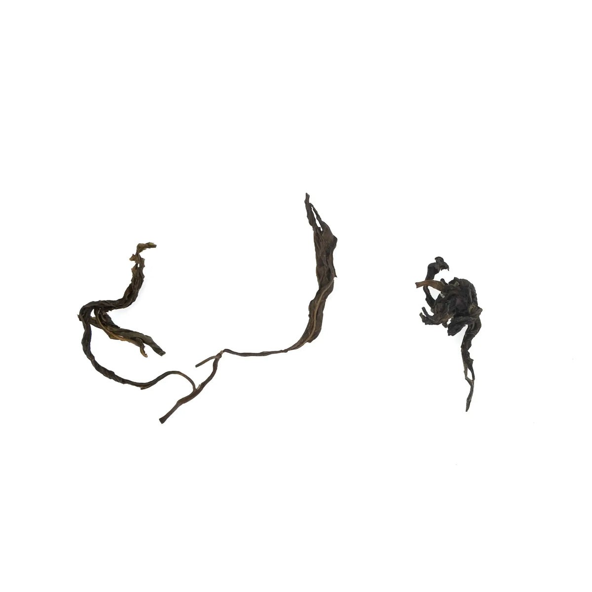 Three dry leaves of 2026 Pha Hom Pok wild tree raw puerh maocha from Thailand, two long and twisted with stems and one tightly curled