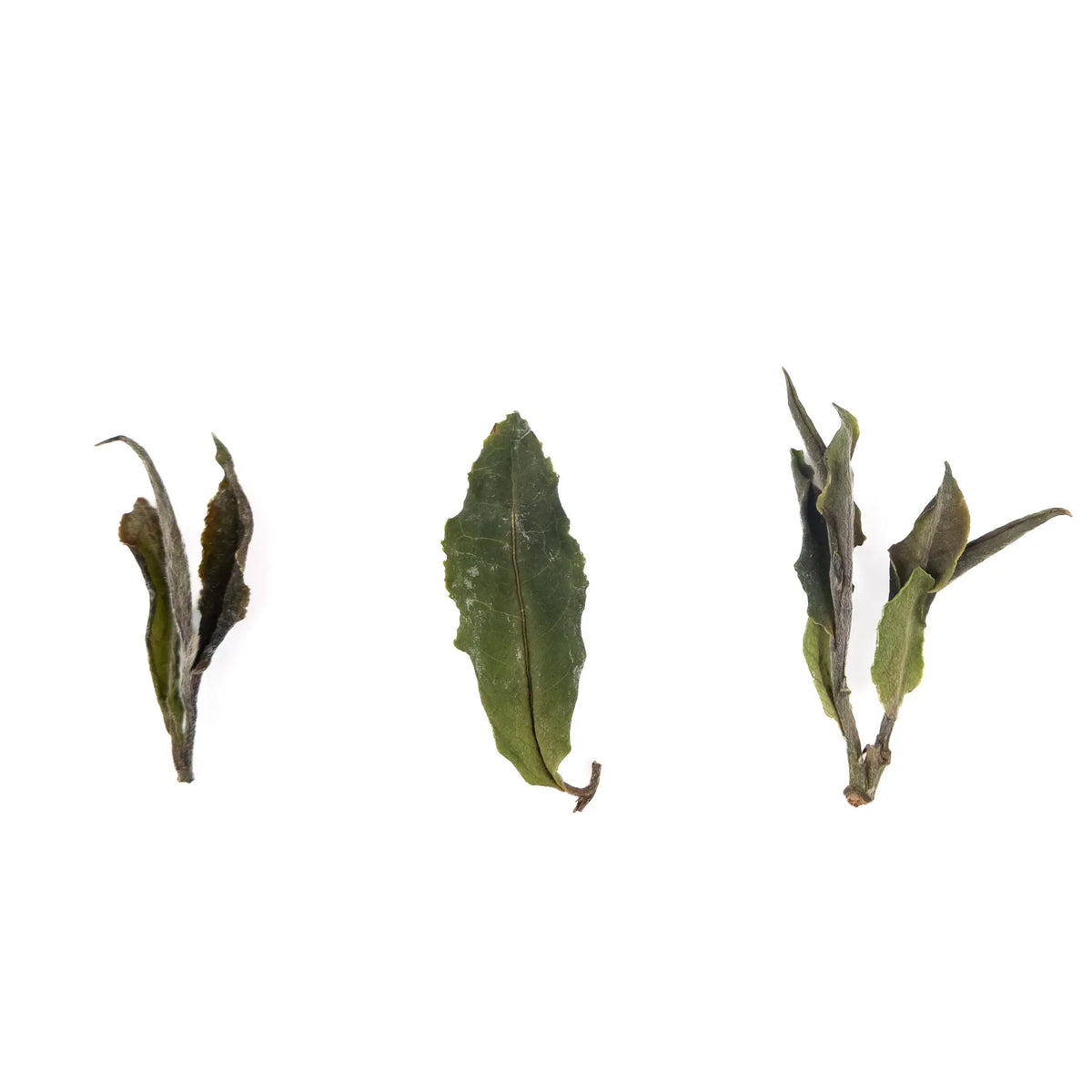 Organically Grown Himalayan White Tea from Jun Chiyabari from Nepal