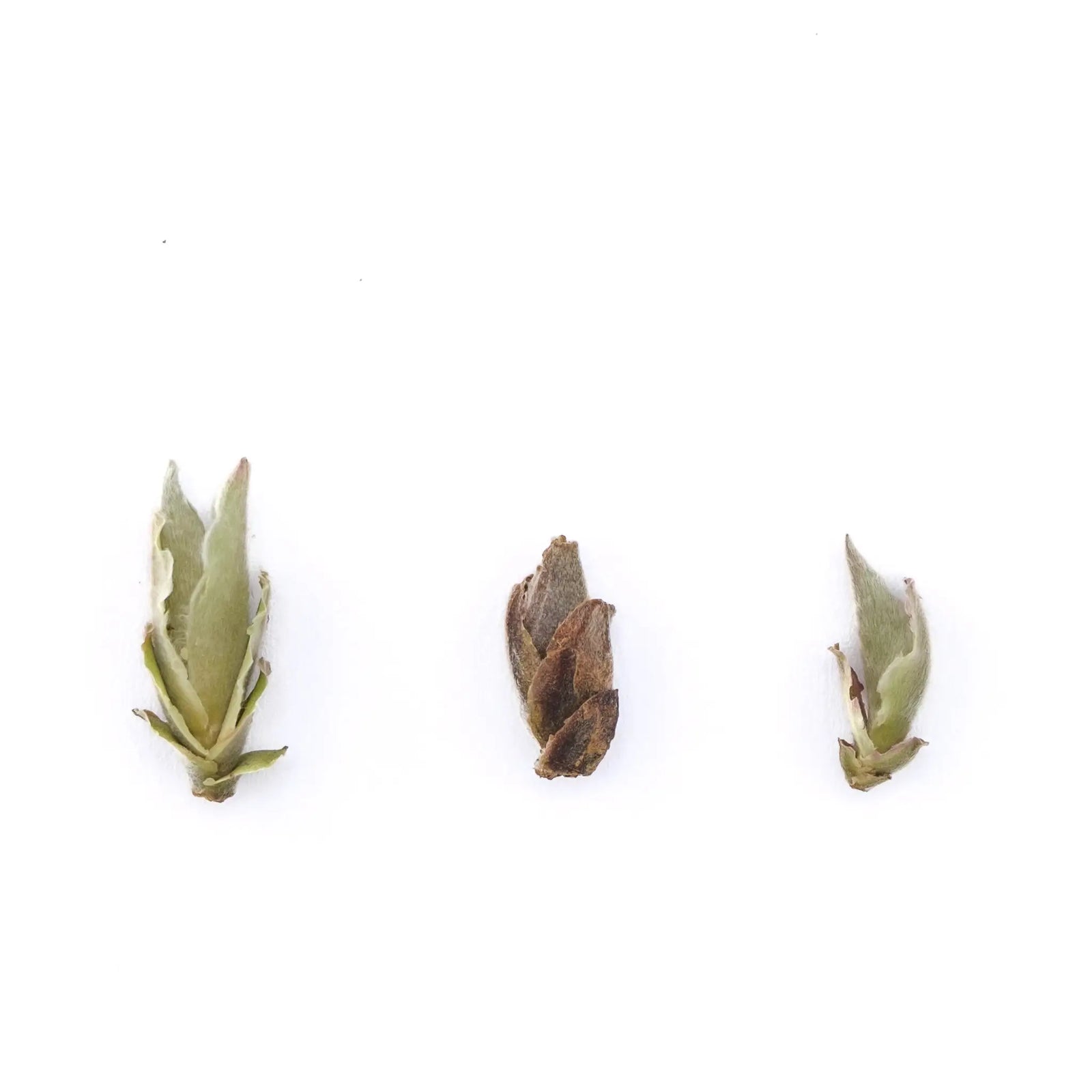 2026 Lincang Wild Ya Bao White Tea Buds