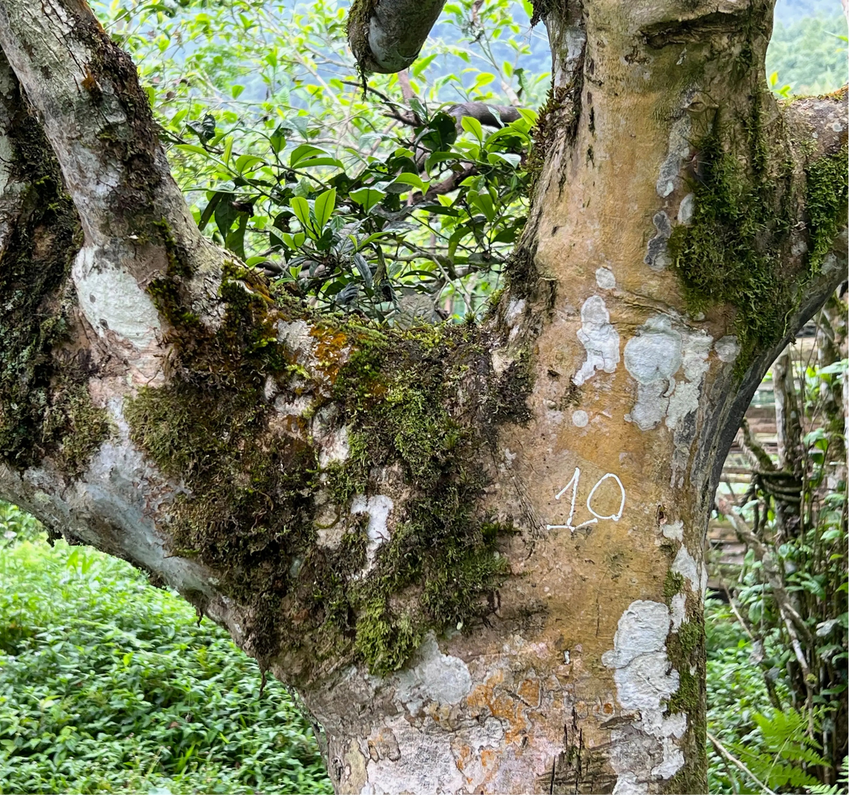 The trunk of a very old tea tree in Vietnam with the number 10 written it.