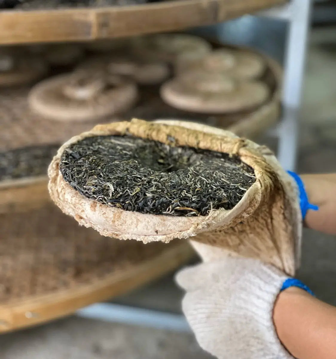 Puerh Cakes Getting Unwrapped in Production