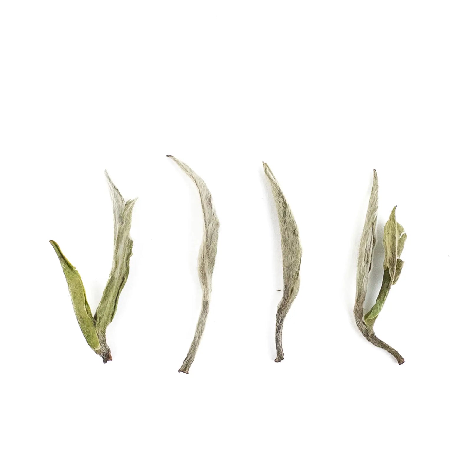 Four dried tea leaves on a white background
