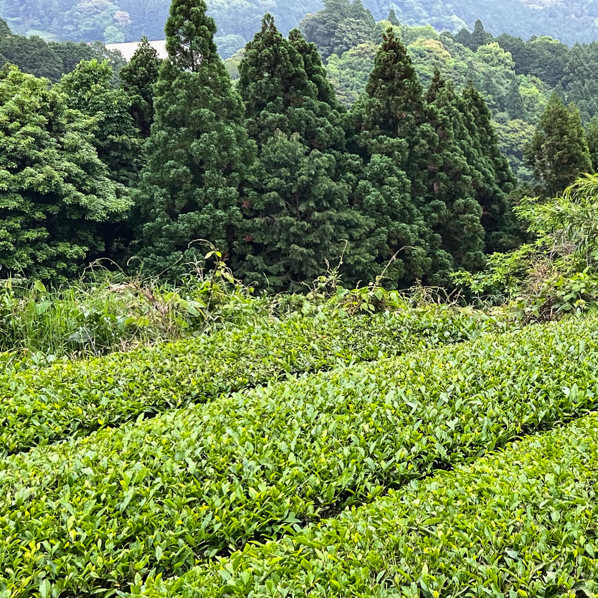 Image of a Japanese Tea Farm with tall trees in the background