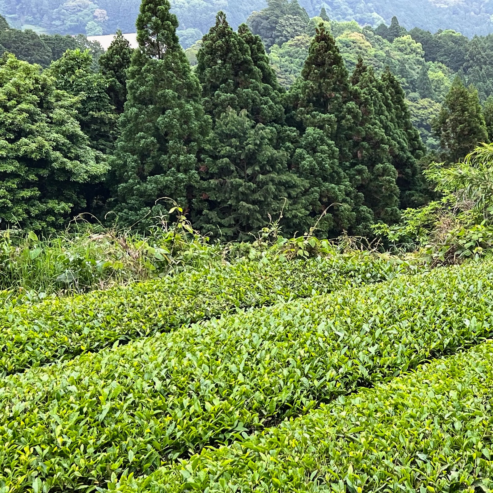 Image of a Japanese Tea Farm with tall trees in the background