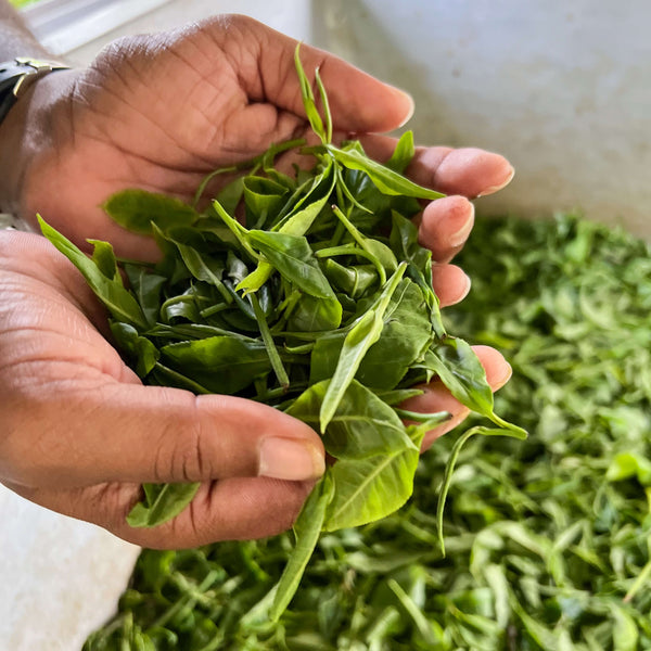Introduction to Tea Set | Tea Gift Sets | Tea Education - The