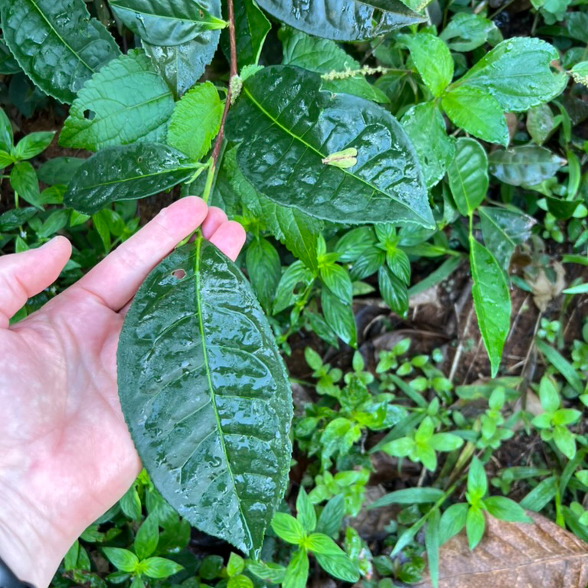 Artisan tea from Monkeytail in Sri Lanka