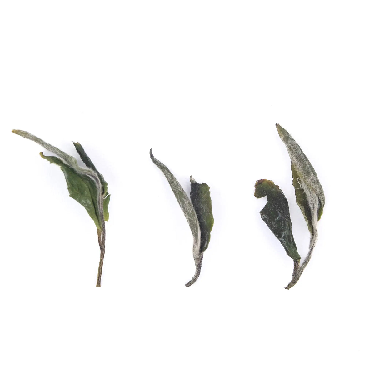 2026 Mr. Qiu's Panxi Mudan Wang White Tea - three tea leaves on a white background