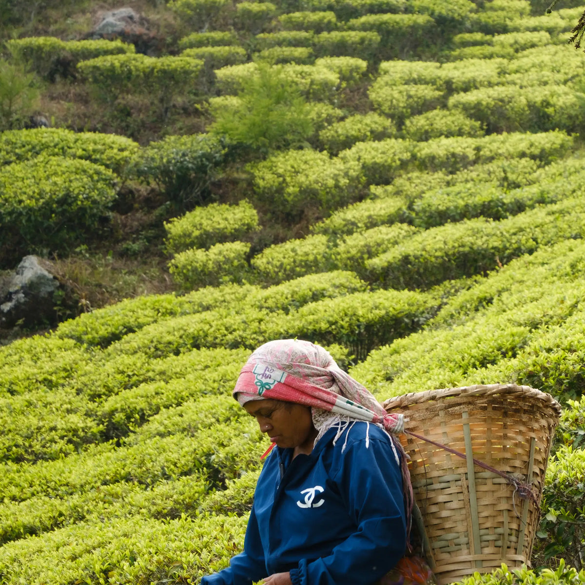 Tea picker in a head scarf with a woven bamboo basket on their back, among rows of tea bushes on a hillside in Nepal