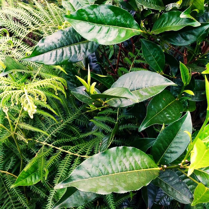 Meteoric Green Tea from Laos